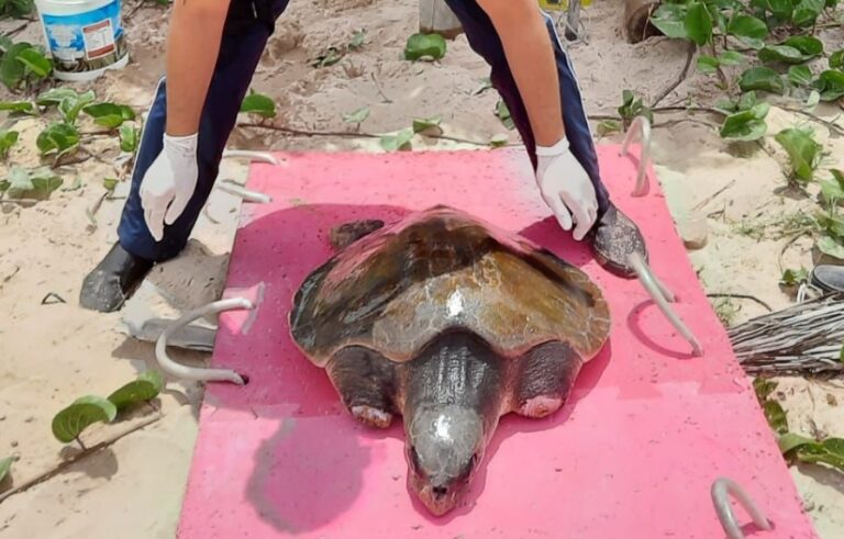 Imagem da tartaruga resgatada recebendo cuidados na areia.