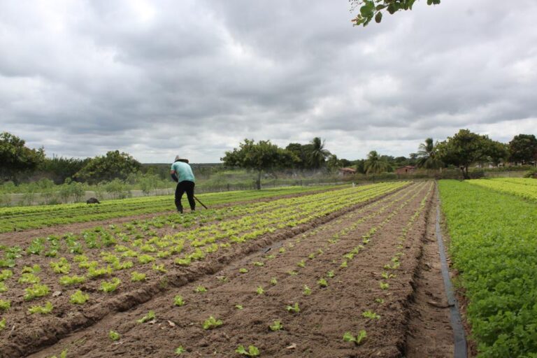 Plantação no interior do Rio Grande do Norte.