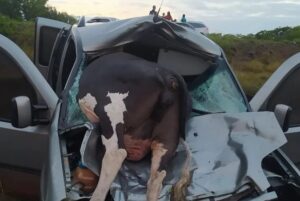 Imagem mostra vaca morta com parte do corpo dentro do veículo e outra parte sobre o capô do veículo completamente destruído.