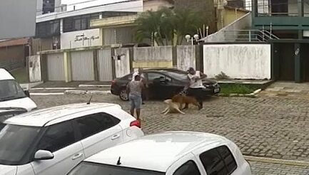 Imagem do acusado segurando a guia de um pitbull atacando um outro cachorro.